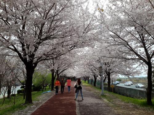 三乐生态公园的樱花